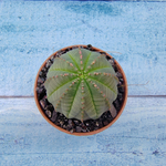 Euphoria Obesa (Эуфорбия)