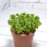 Crassula Socialis (Крассула)
