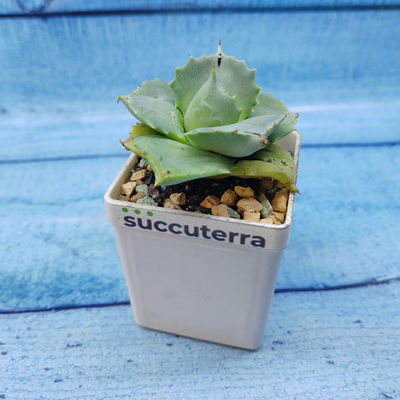 Agave Potatorum Shoji-Raijin (Агава)