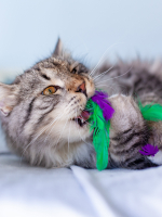 Petstages игрушка для кошек Dental "Капуста" с кошачьей мятой, 20 см