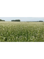 Гречка зеленая непропаренная органическая 5 кг