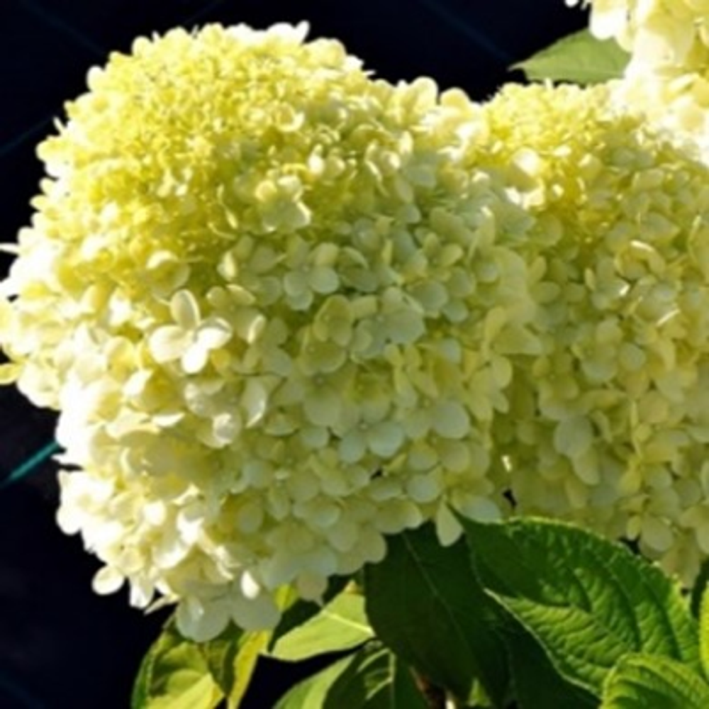 Селекшн «Selection» С2