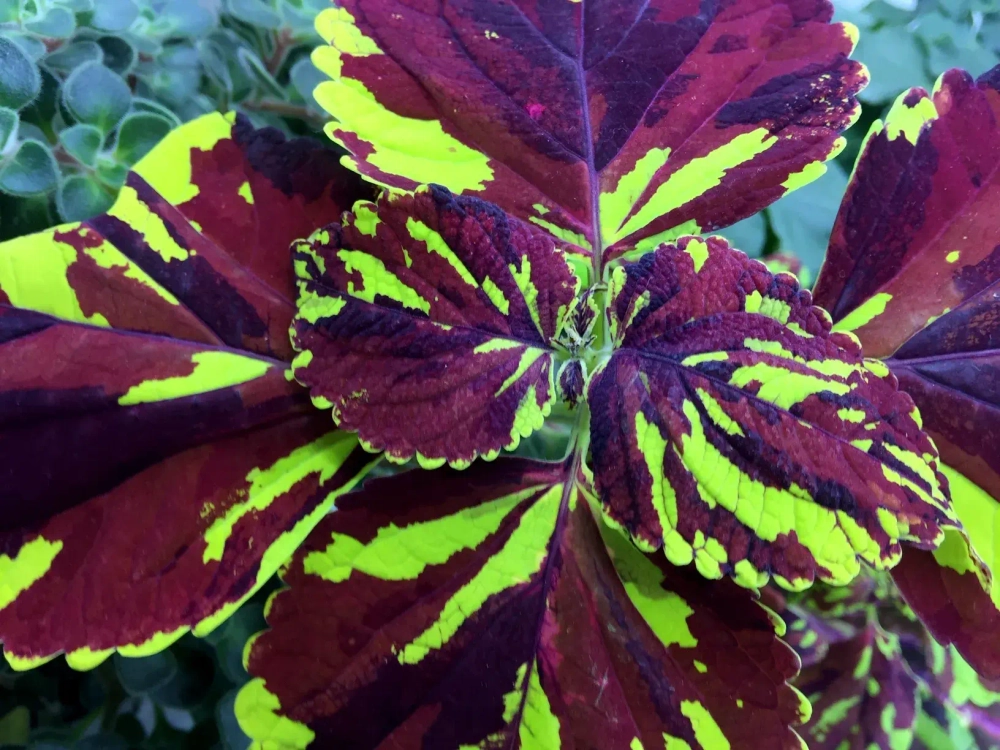 Колеус Bakhtiyar