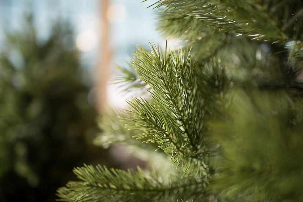 Ель искусственная «Шервуд» (Литая хвоя) 150 см / 1,5 м