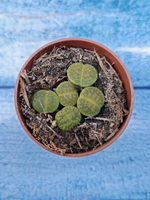 Lithops sp. (Литопсы)