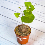 Dioscorea Elephantipes (Диоскорея)