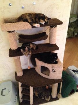 Игровой комплекс для кошек КИСМИТ И-8