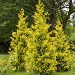 Туя западная "Yellow Ribbon"
