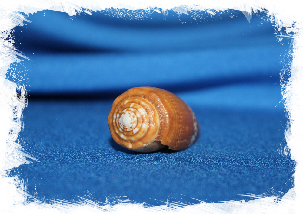 Конус кокинеус (Conus Coccineus)