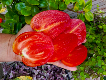 Немецкая клубника красная сорт томата