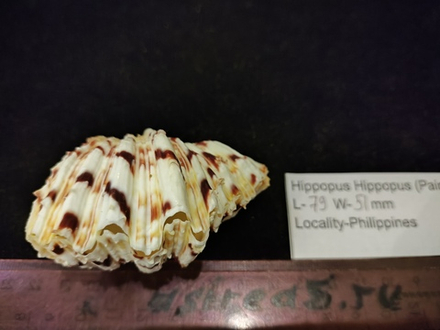 Хиппопус - хиппопус