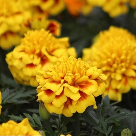 Бархатцы отклоненные оранжевые с желтым ( Yellow Bee) (6 шт)