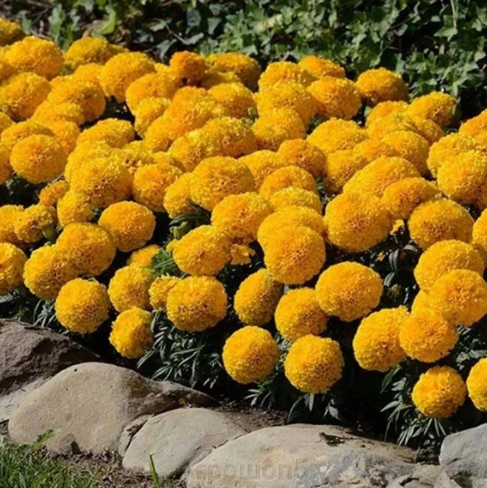 Бархатцы Тайшан Tagetes Taishan Mix