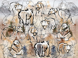 Коллекция SIBERIA