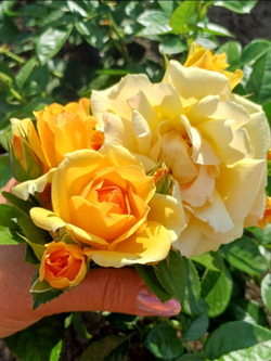 Роза Ханзештадт Росток Rosa Hansestadt Rostock