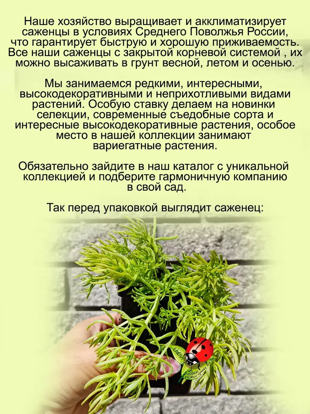 Седум Ампельный многолетний очиток