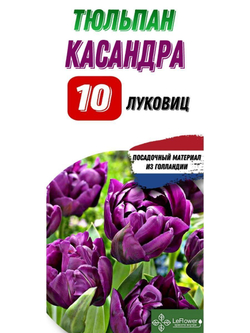 Тюльпан Луковица, Касандра, 10шт