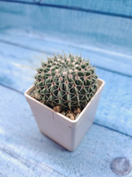 Notocactus Buiningii (Нотокактус)