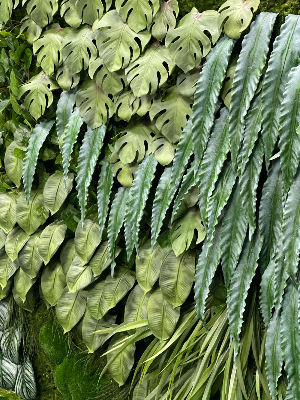 Фикус листья 5 шт.