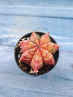 Gymnocalycium Variegata (Гимнокалициум Вариегатный)