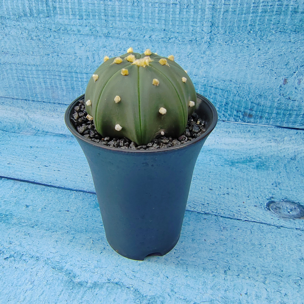 Astrophytum Asterias (Астрофитум)