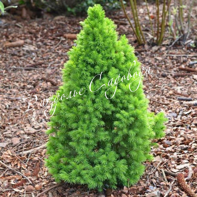 Ель канадская Коника (горшок 1 л)