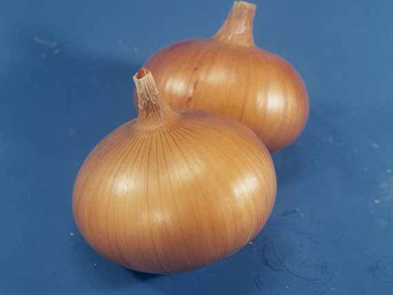 Сеншуй йеллоу F1 семена лука репчатого (Takii / Таки) – фото 3