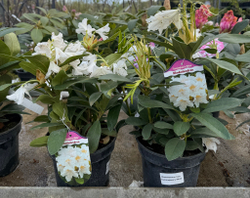 Рододендрон кавказский Cunningham's White