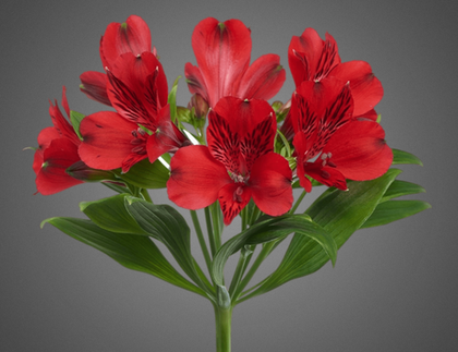 Альстромерия