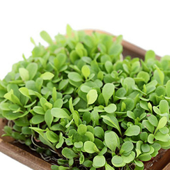 Семена для проращивания цикория листового зелёного Джельсомино (Гавриш)