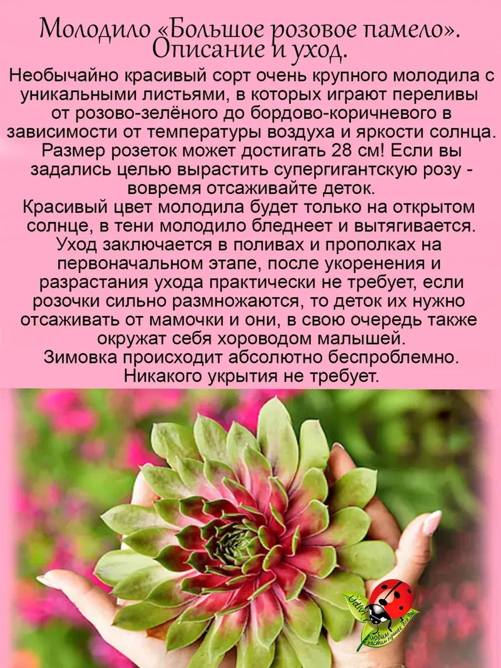 Молодило Большое розовое памело