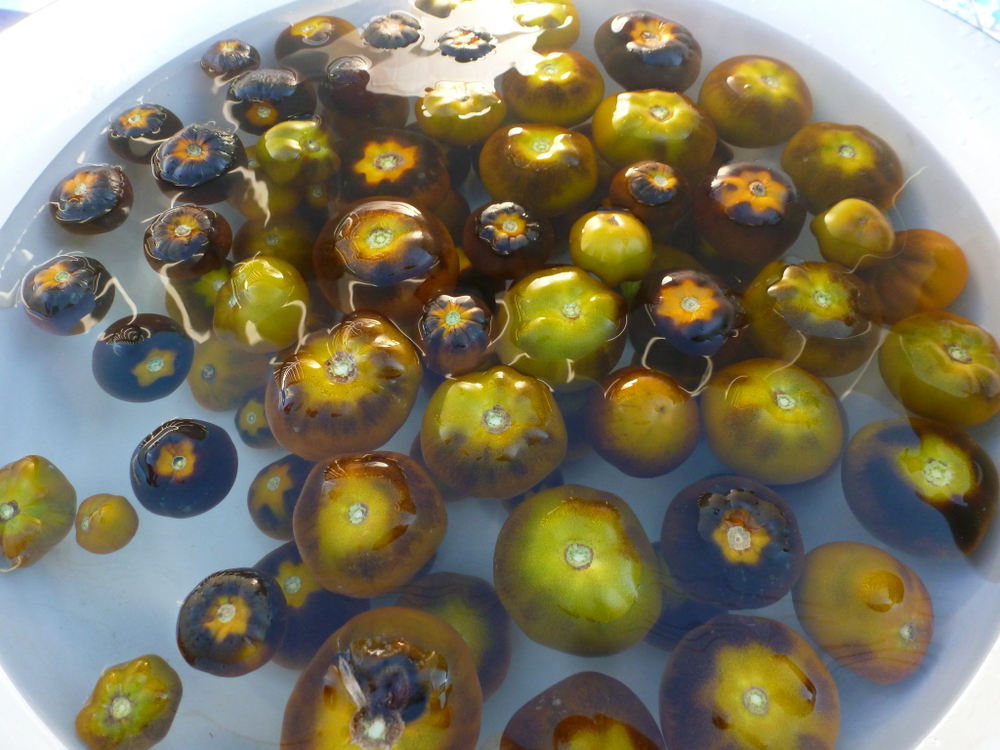 Помидоры - Blue Green Zebra - Сине-зелёная Зебра