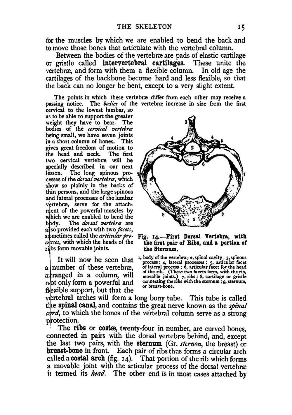 Human physiology | William S. Furneaux