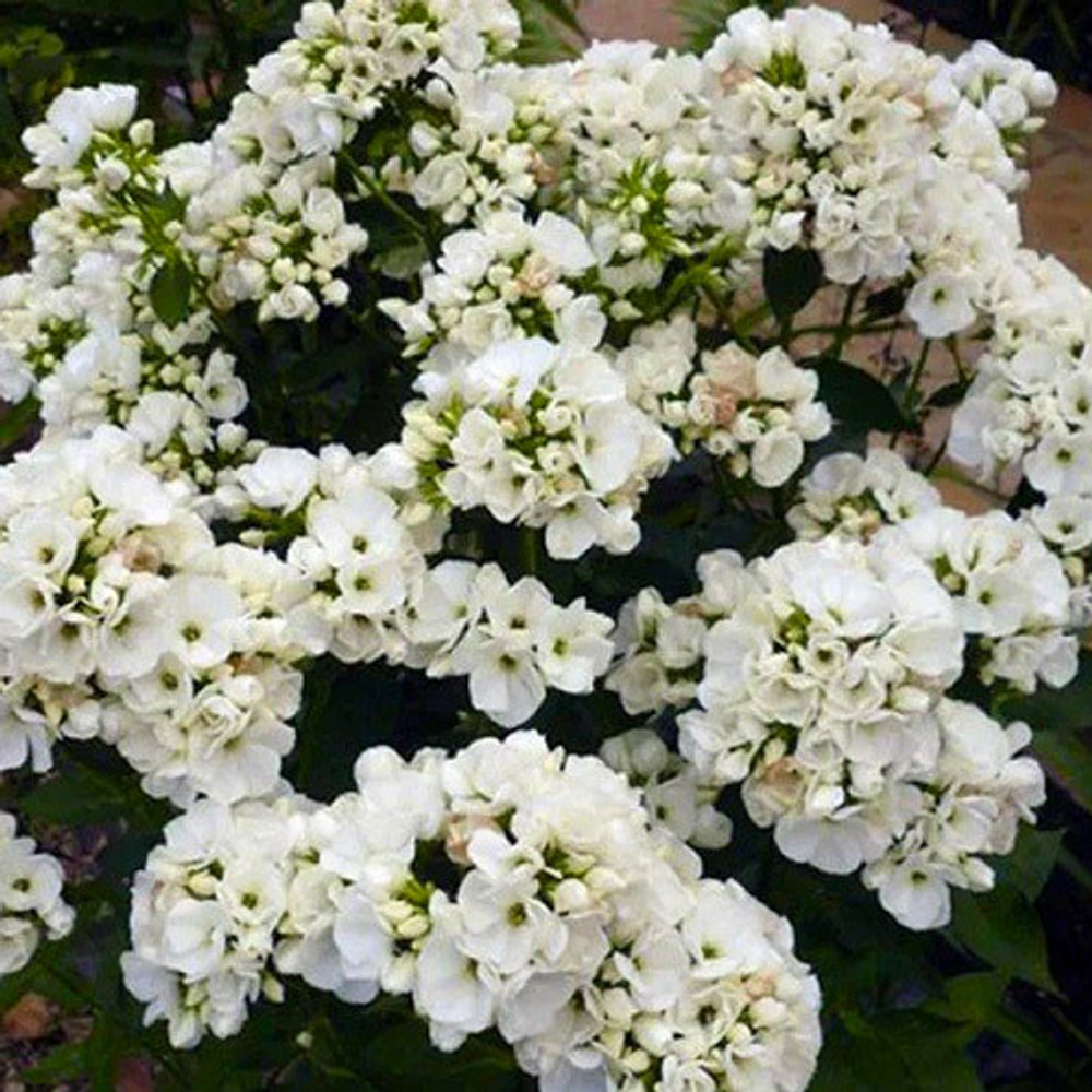 Семена цветов Флокс друммонди Промис Вайт, PanAmeriСan Seed, 10 шт.