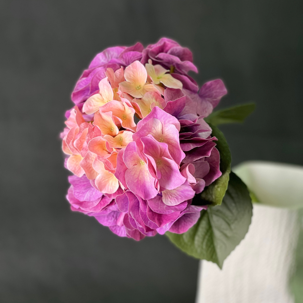 Калла белая