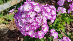 Флокс метельчатый Фрикли Перпл Шейдес / Freckle Purple Shades