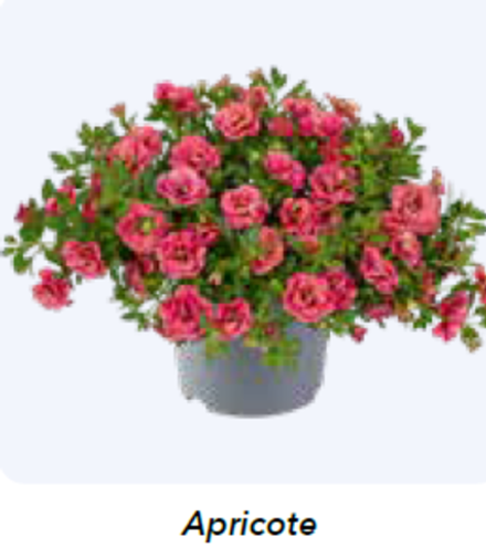 ЕВРО Калибрахоа Cabaret® double Apricot укорененный черенок ОКС февраль 26 Florensis