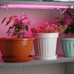 Модульный светильник для растений ЭРА FITO-3х10W-LINE-RB90 красно-синего спектра 30 Вт