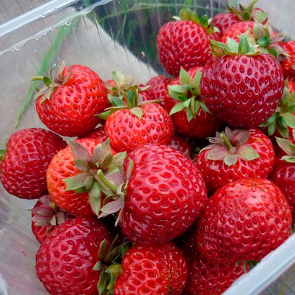 Земляника садовая Мице Шиндлер