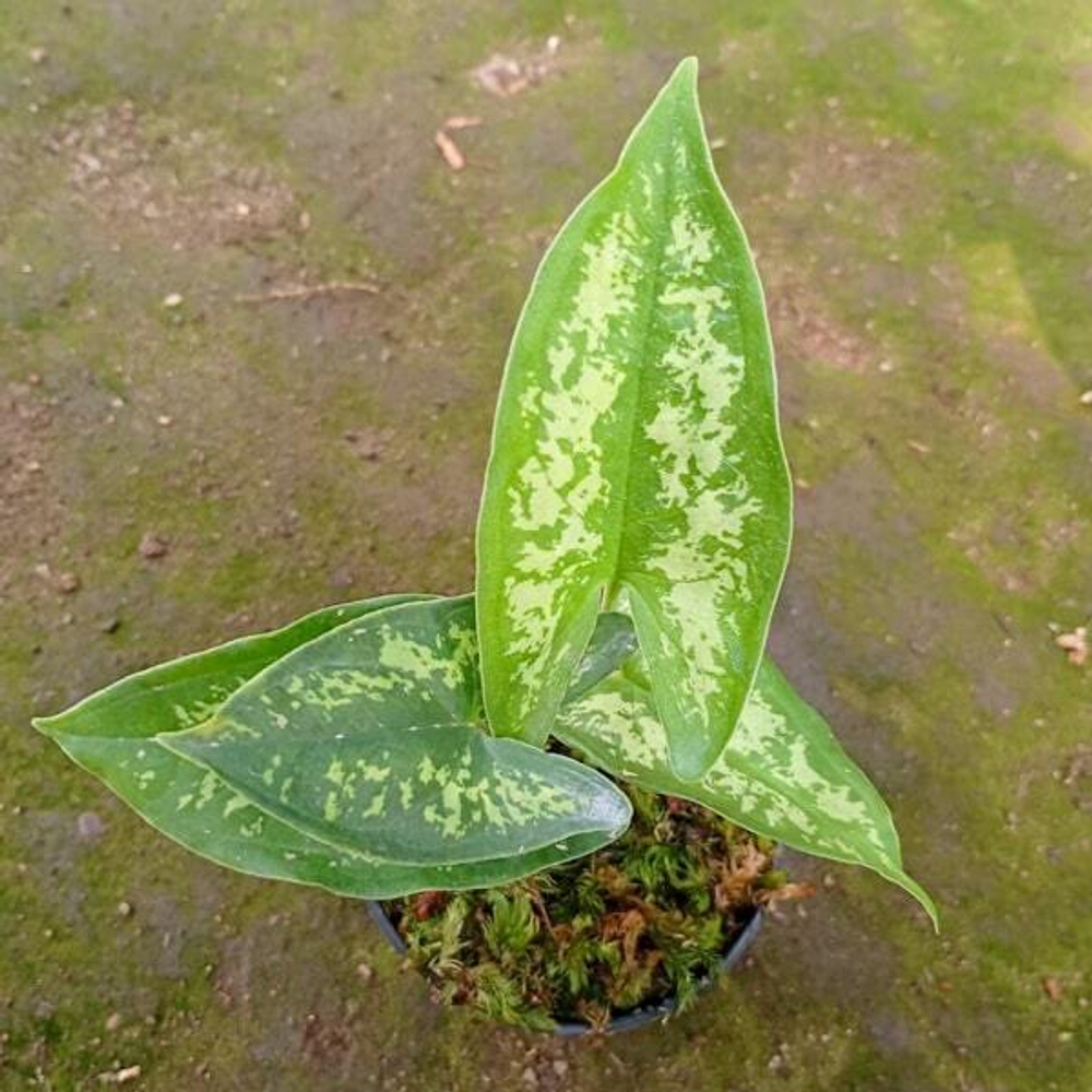 Гапалина BICOLOR