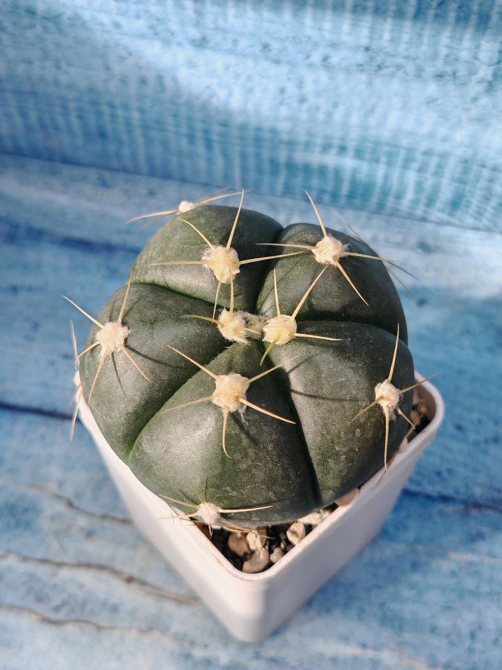 Gymnocalicium Horsti (Гимнокалициум)