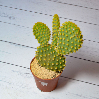 Opuntia Microdasys (Опунция)