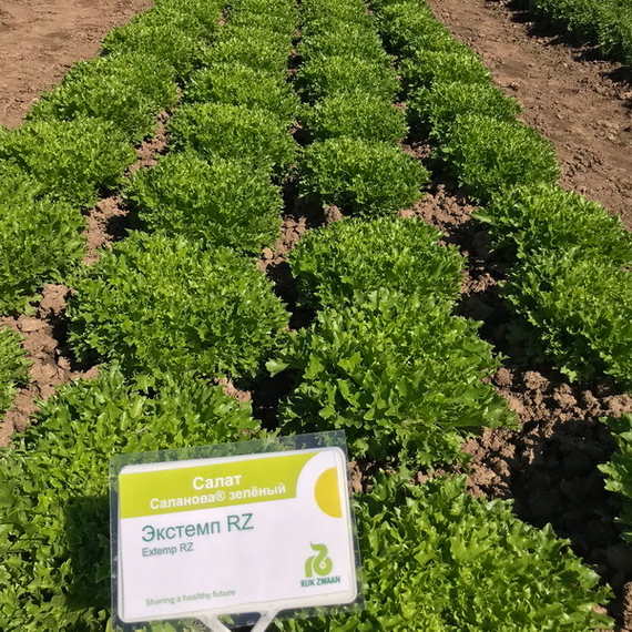 Экстемп семена салата листового (Rijk Zwaan / ALEXAGRO) описание – фото 5