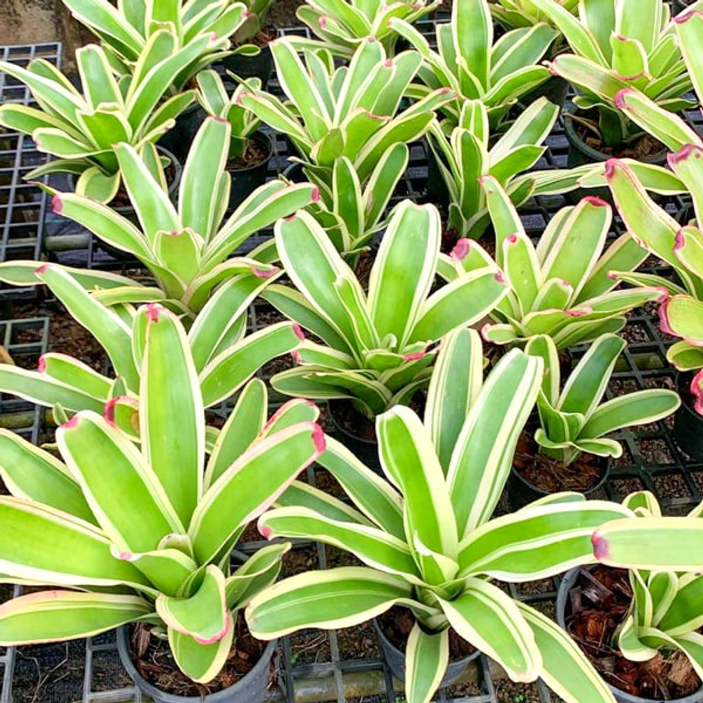 Неорегелия 9N X SNOWDEN