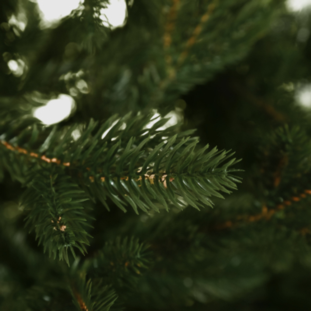 Ель искусственная EveXmas линда 240 см