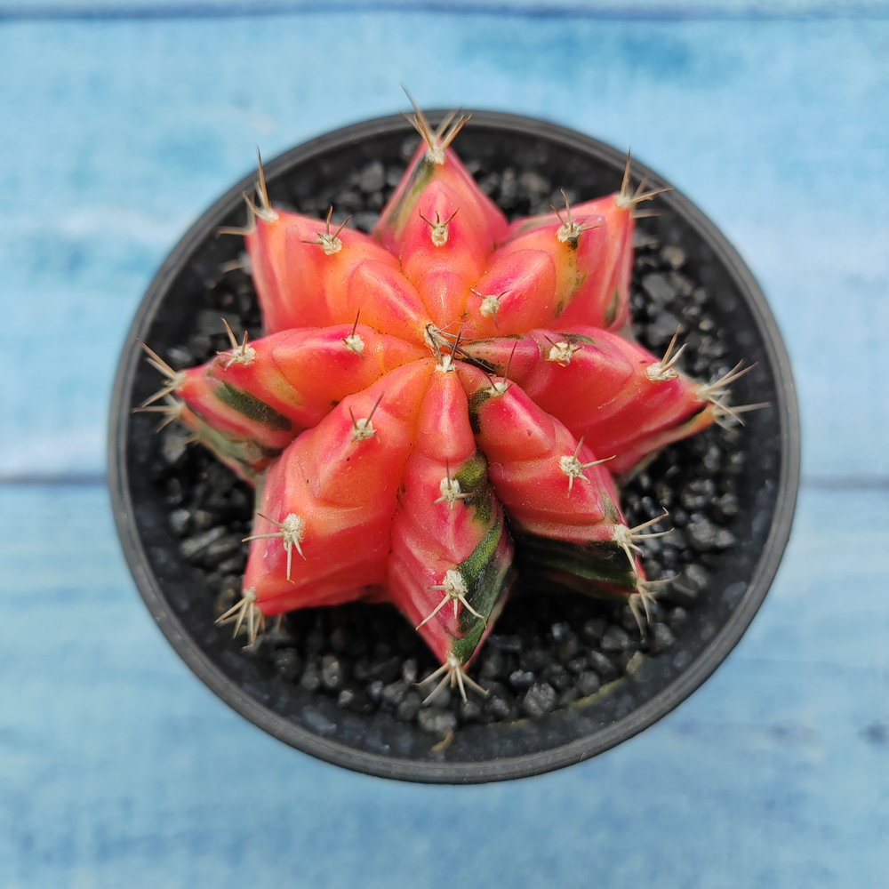 Gymnocalycium Variegata (Гимнокалициум Вариегатный)