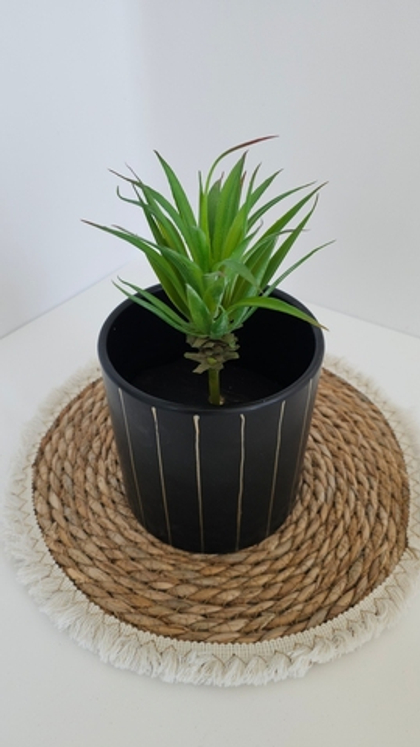 Суккулент / Арт 8023