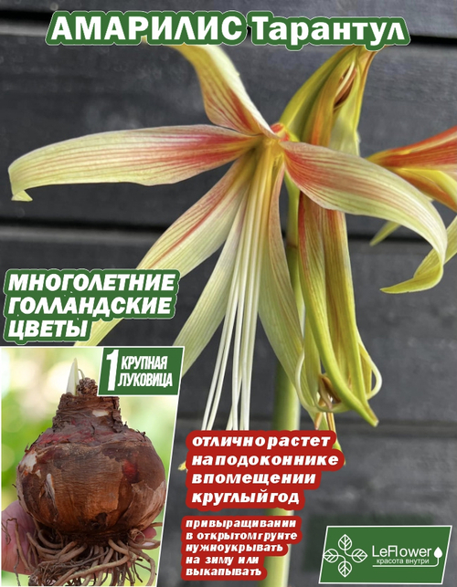 Амариллис, Тарантул, луковица цветов, 1шт