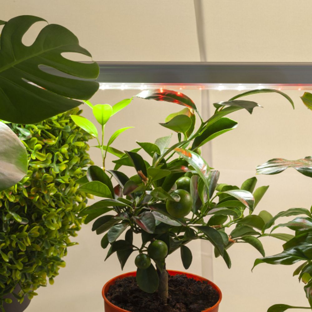 Светильник для растений, фитолампа светодиодная линейная ЭРА FITO-14W-T5-Ra90 полного спектра 14 Вт Т5 | Линейные фито светильники