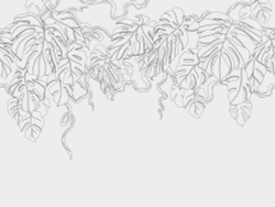 Коллекция Line art